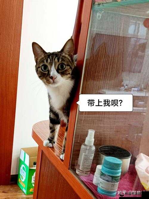 猫咪找不到了怎么办：主人心急如焚四处寻找的方法与策略